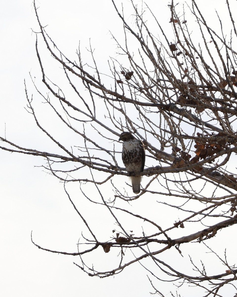 Kızıl Kuyruklu Şahin - ML646826808