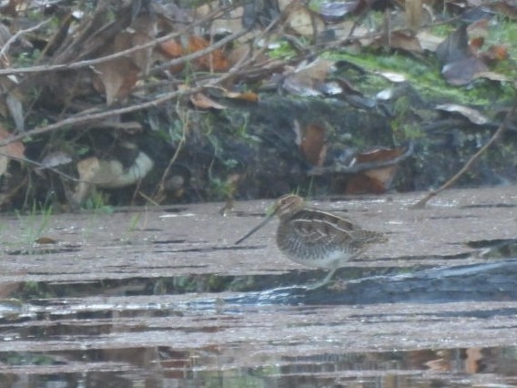 Agachadiza de Wilson - ML646826809