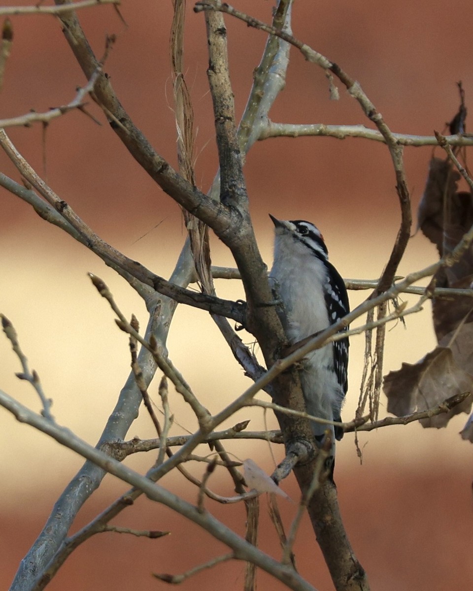 Yumuşak Tüylü Ağaçkakan - ML646826810