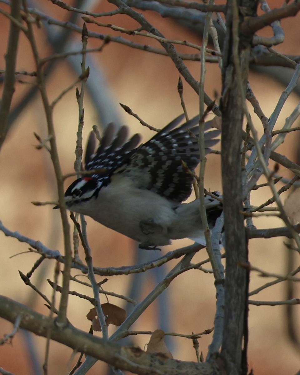 Yumuşak Tüylü Ağaçkakan - ML646826811