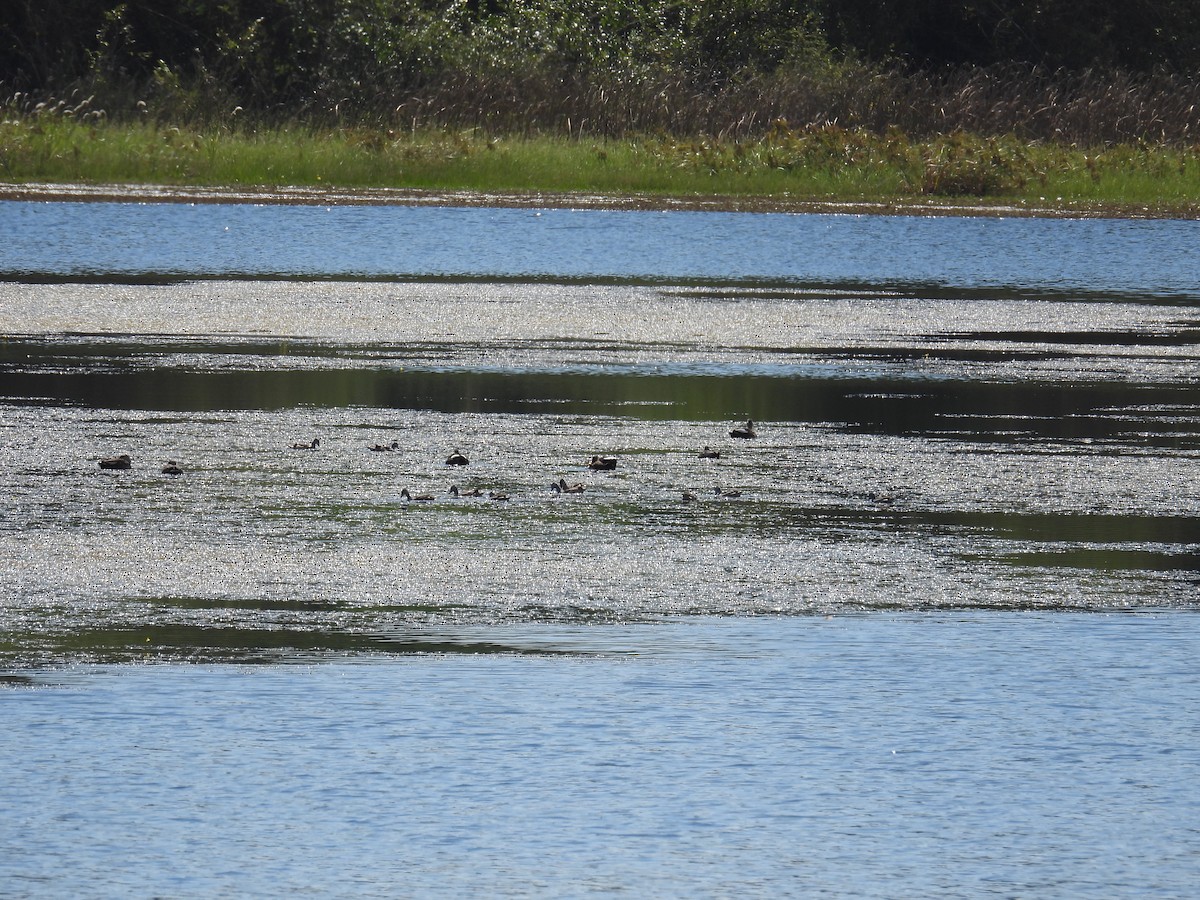 Anserelle de Coromandel - ML646826812