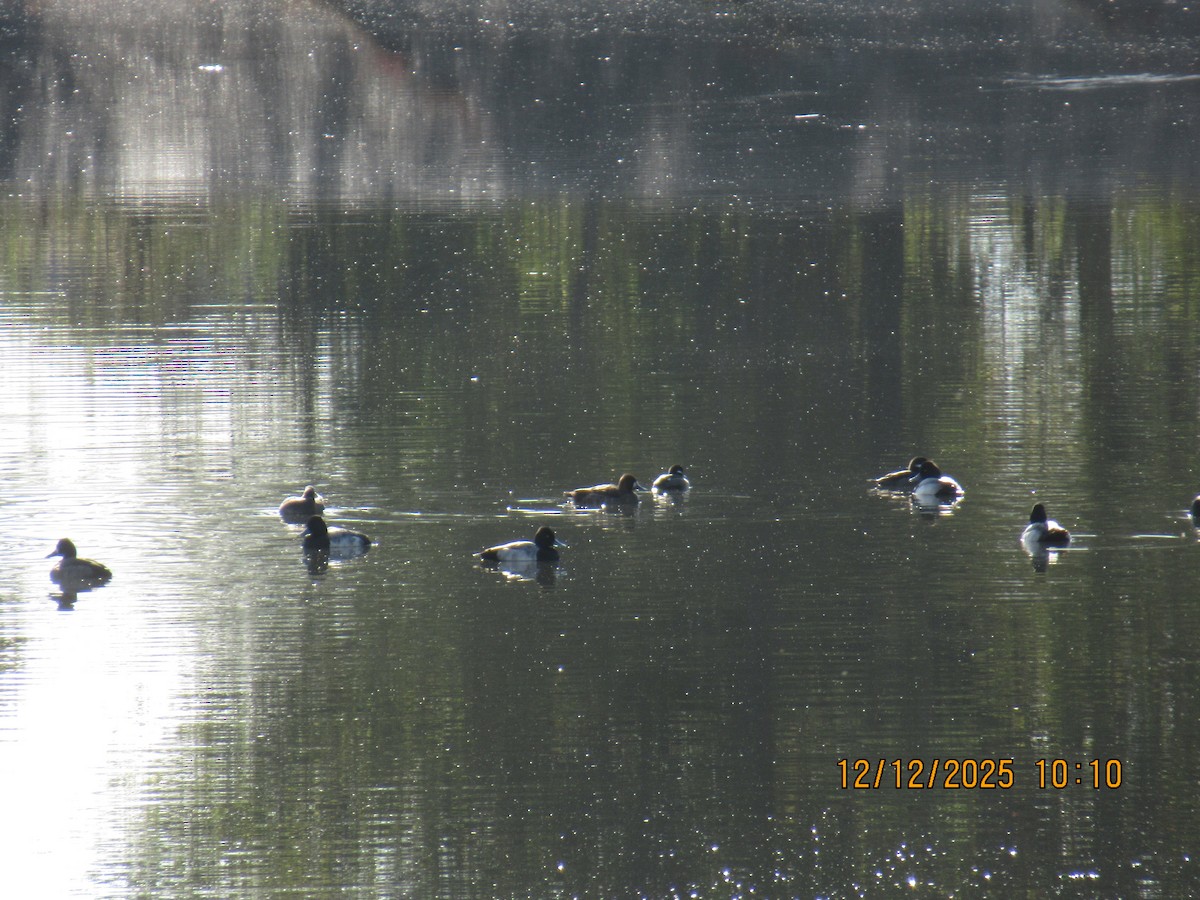 polák vlnkovaný - ML646826814