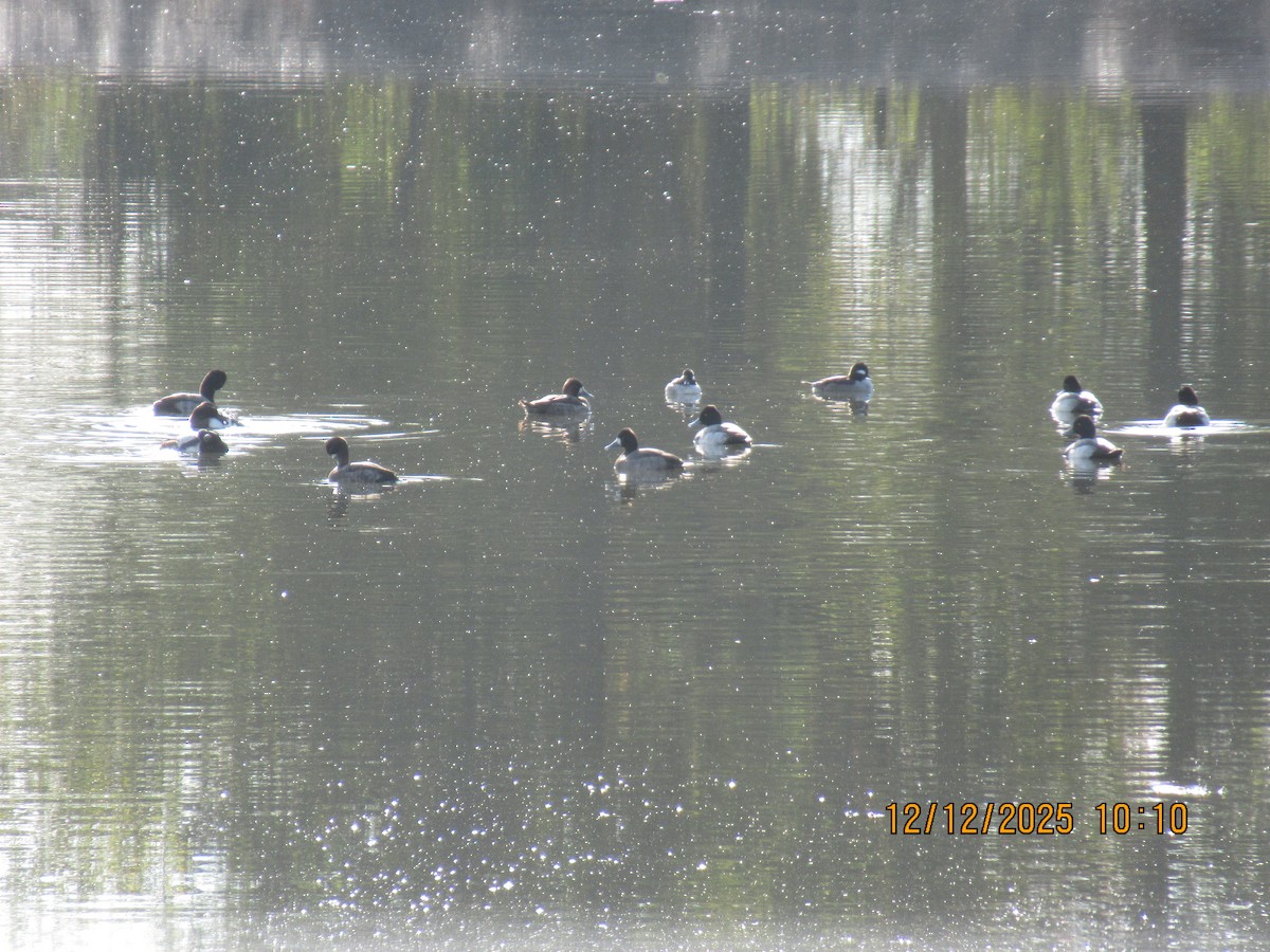 polák vlnkovaný - ML646826816