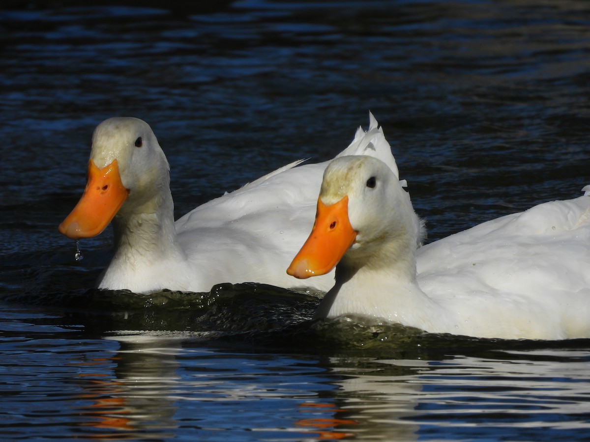 Ánade Azulón (variedad doméstica) - ML646826817