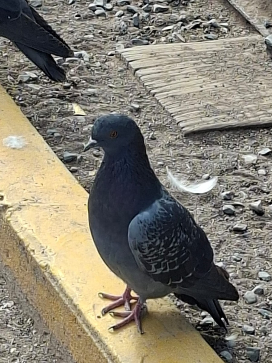 Paloma Bravía (variedad doméstica) - ML646826820