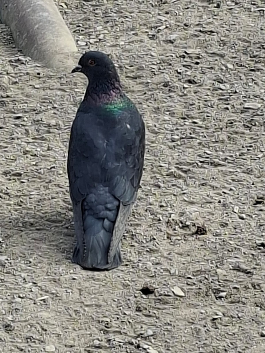 Paloma Bravía (variedad doméstica) - ML646826821