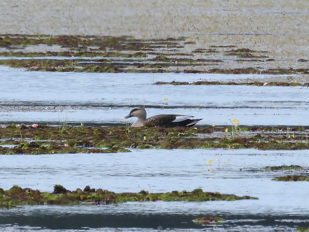 Canard à bec tacheté - ML646826822