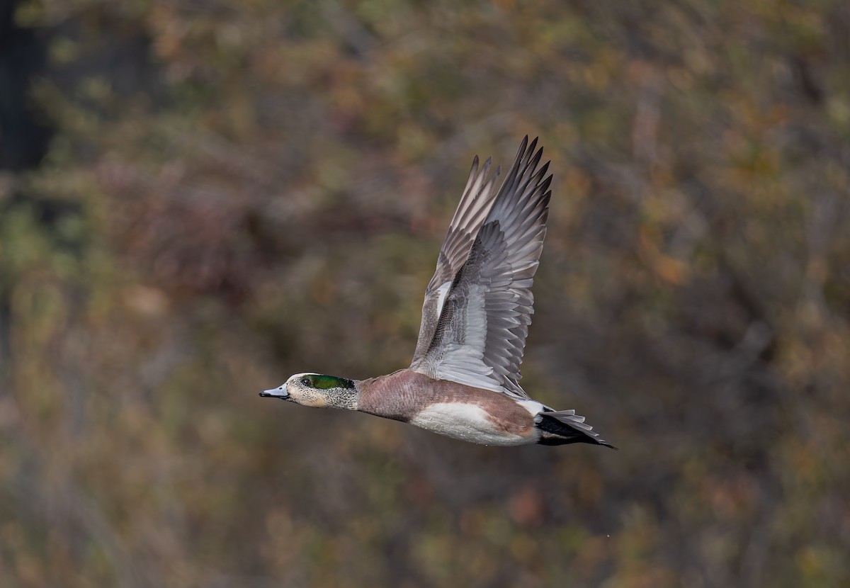 Silbón Americano - ML646826823