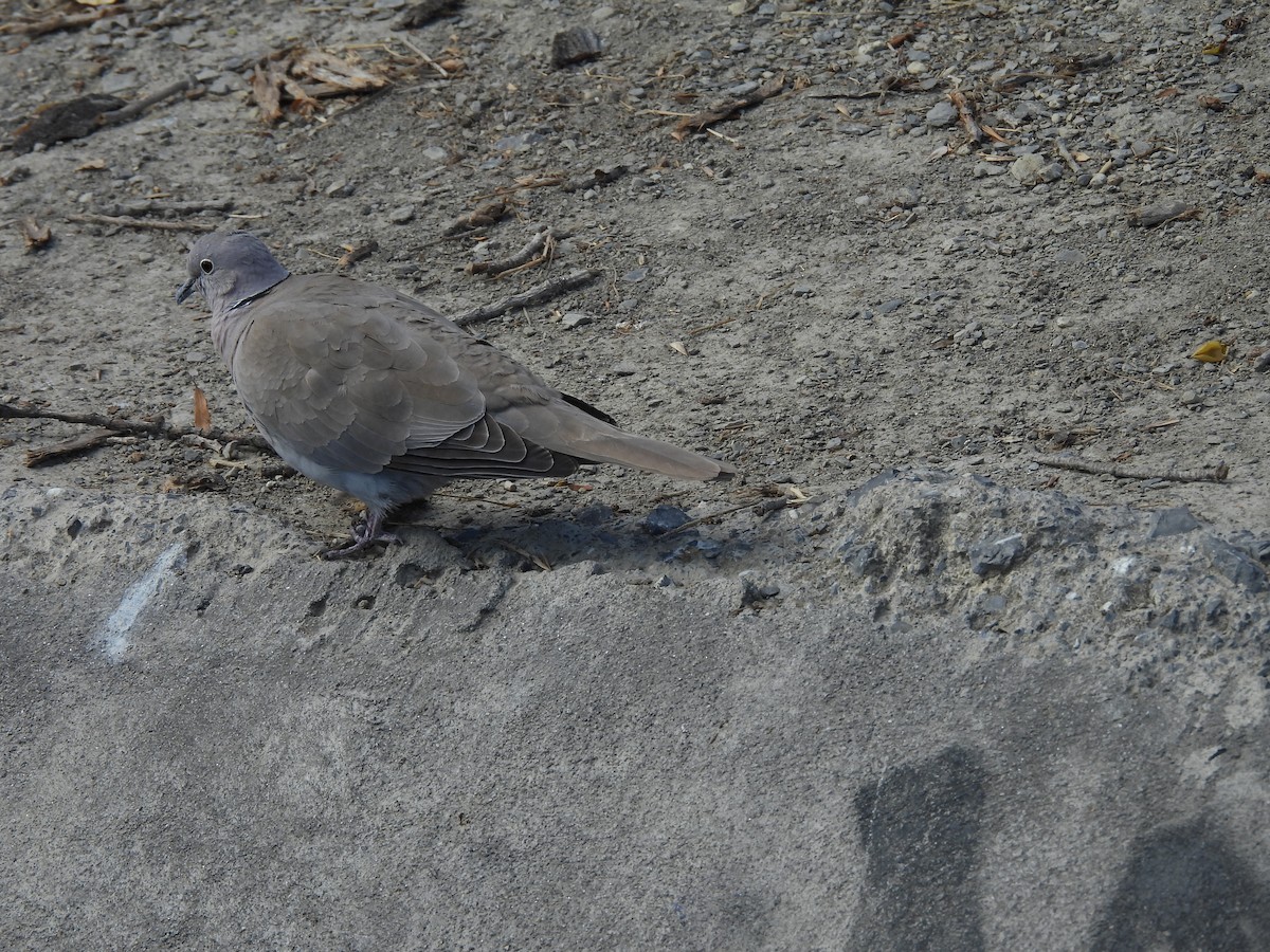 תור צווארון - ML646826824