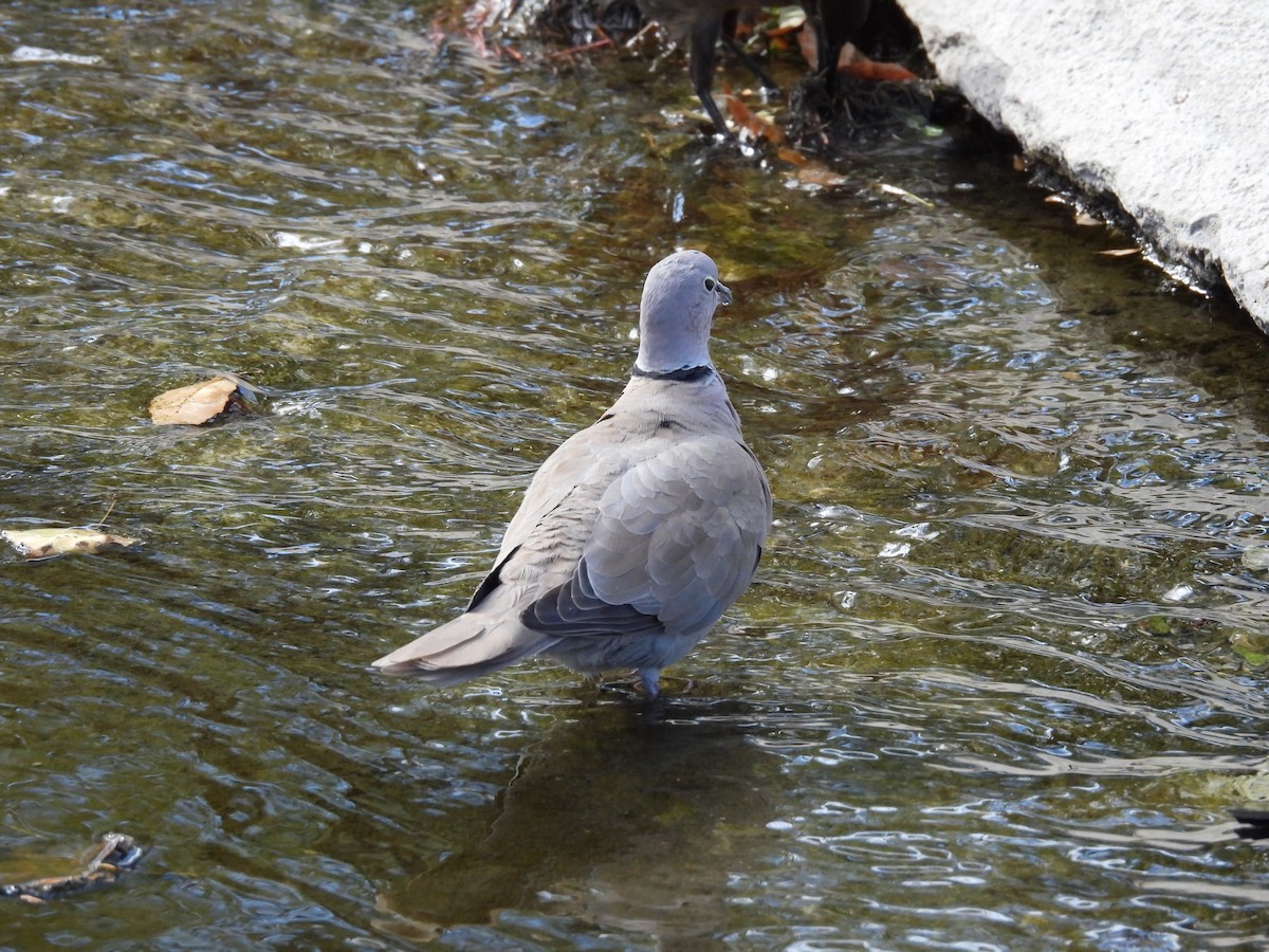 תור צווארון - ML646826825