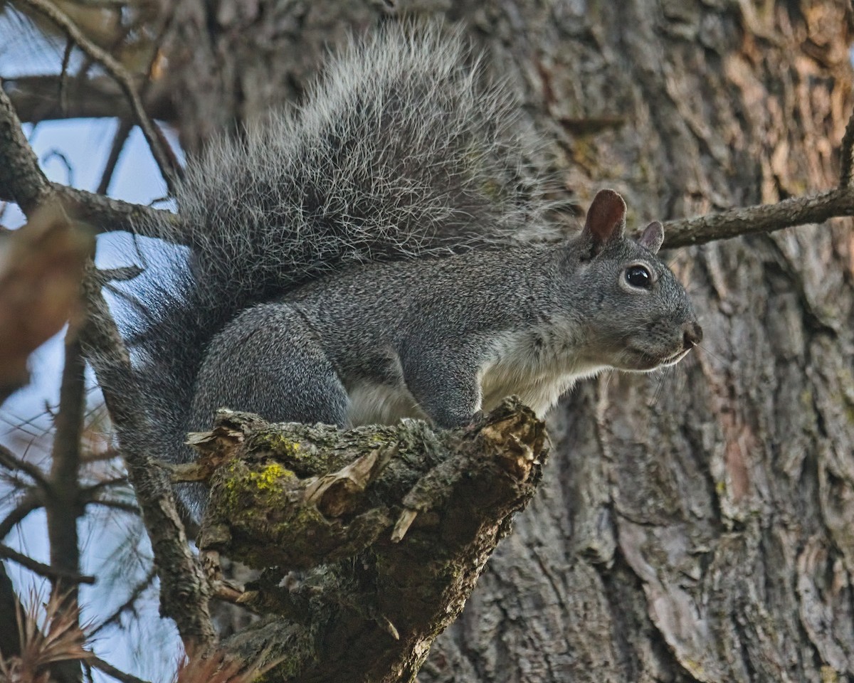 Ardilla gris - ML646826826