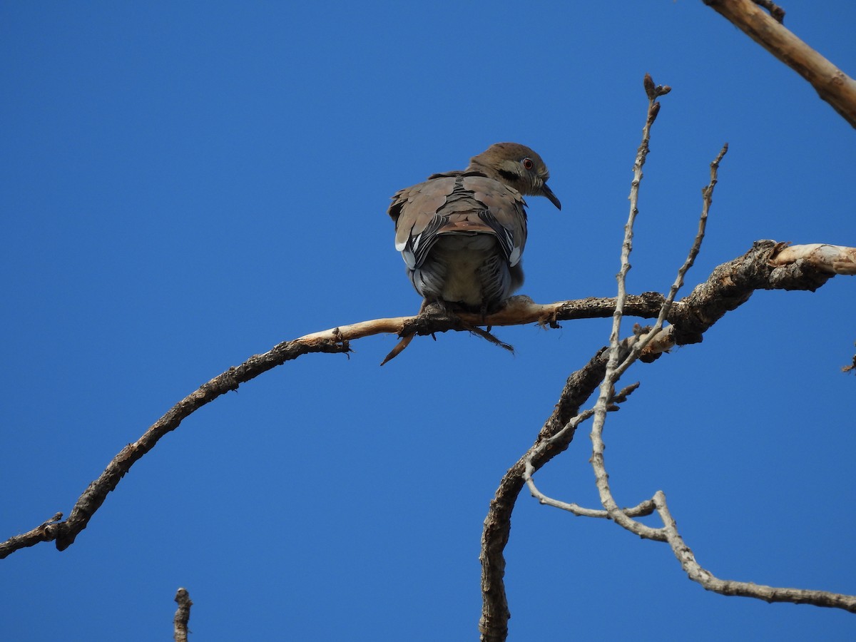 Zenaida Aliblanca - ML646826827