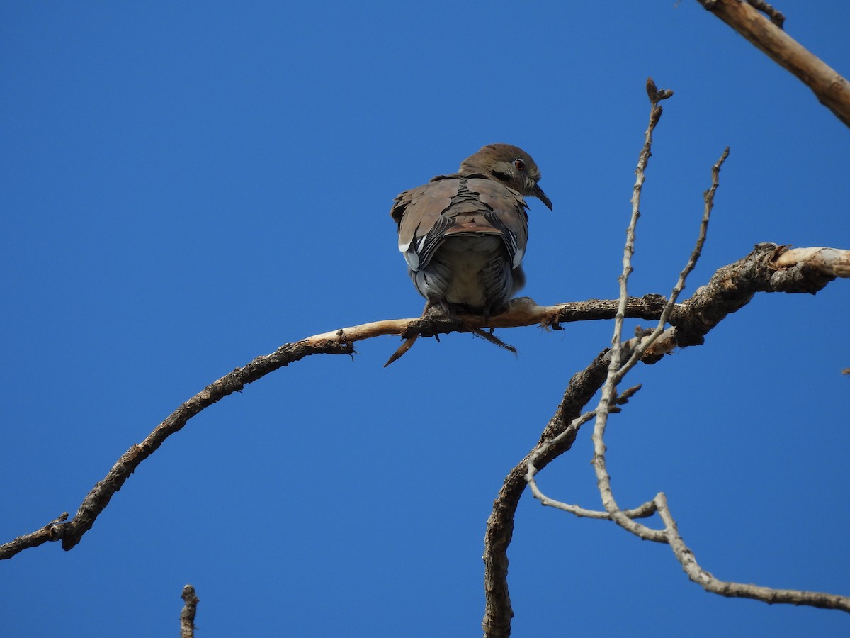 Zenaida Aliblanca - ML646826828