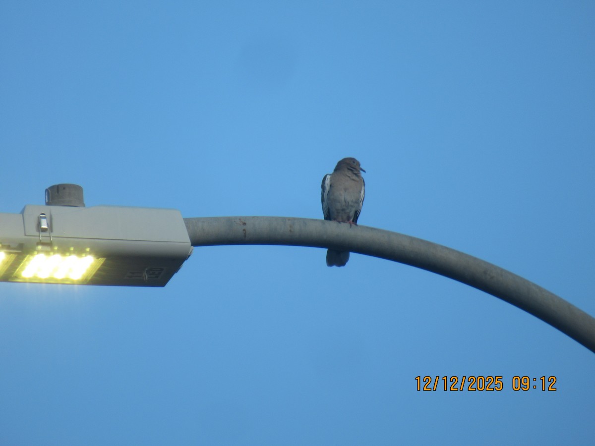 hrdlička bělavokřídlá - ML646826829