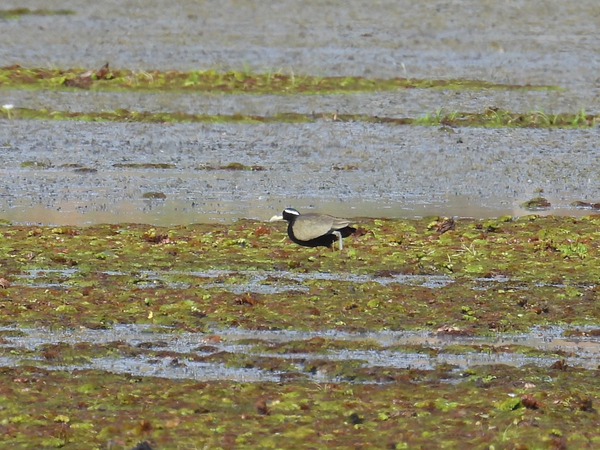 Jacana bronzé - ML646826830