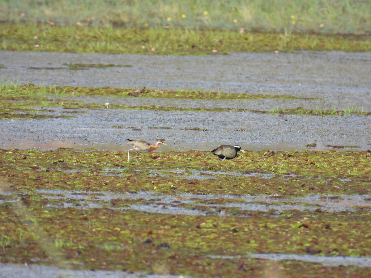 Jacana bronzé - ML646826831