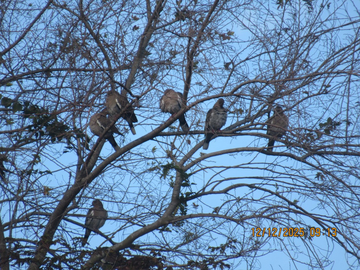 hrdlička bělavokřídlá - ML646826832