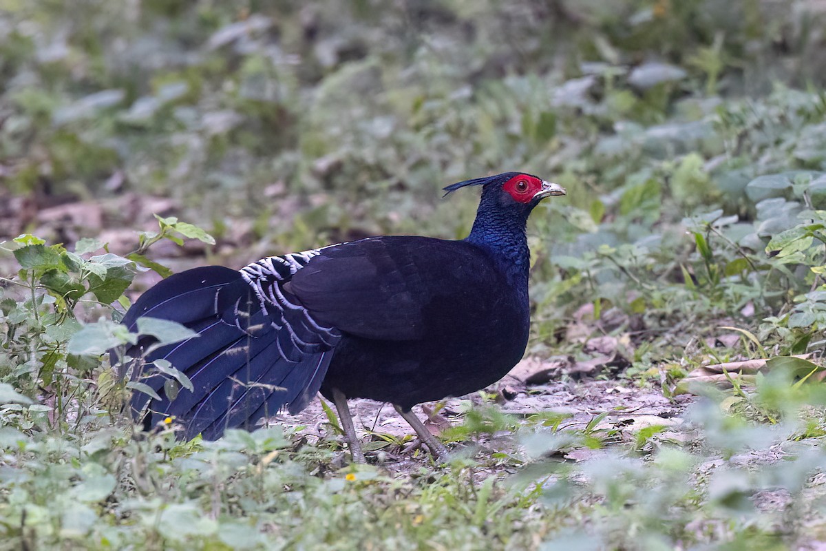 Kalij Pheasant - ML646826835