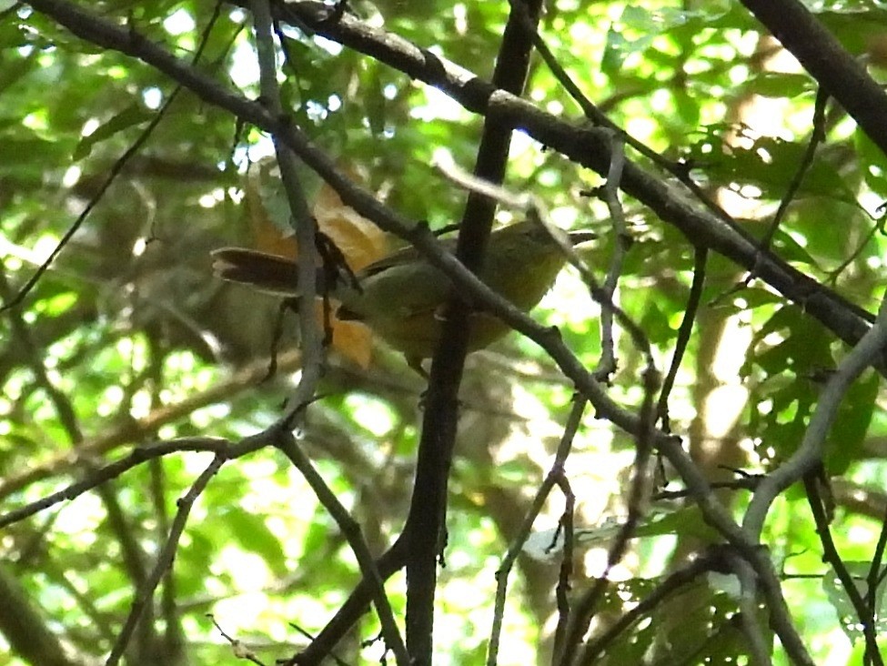 Timalie à gorge striée - ML646826836