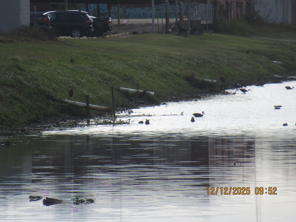 kurlan chřástalovitý - ML646826838