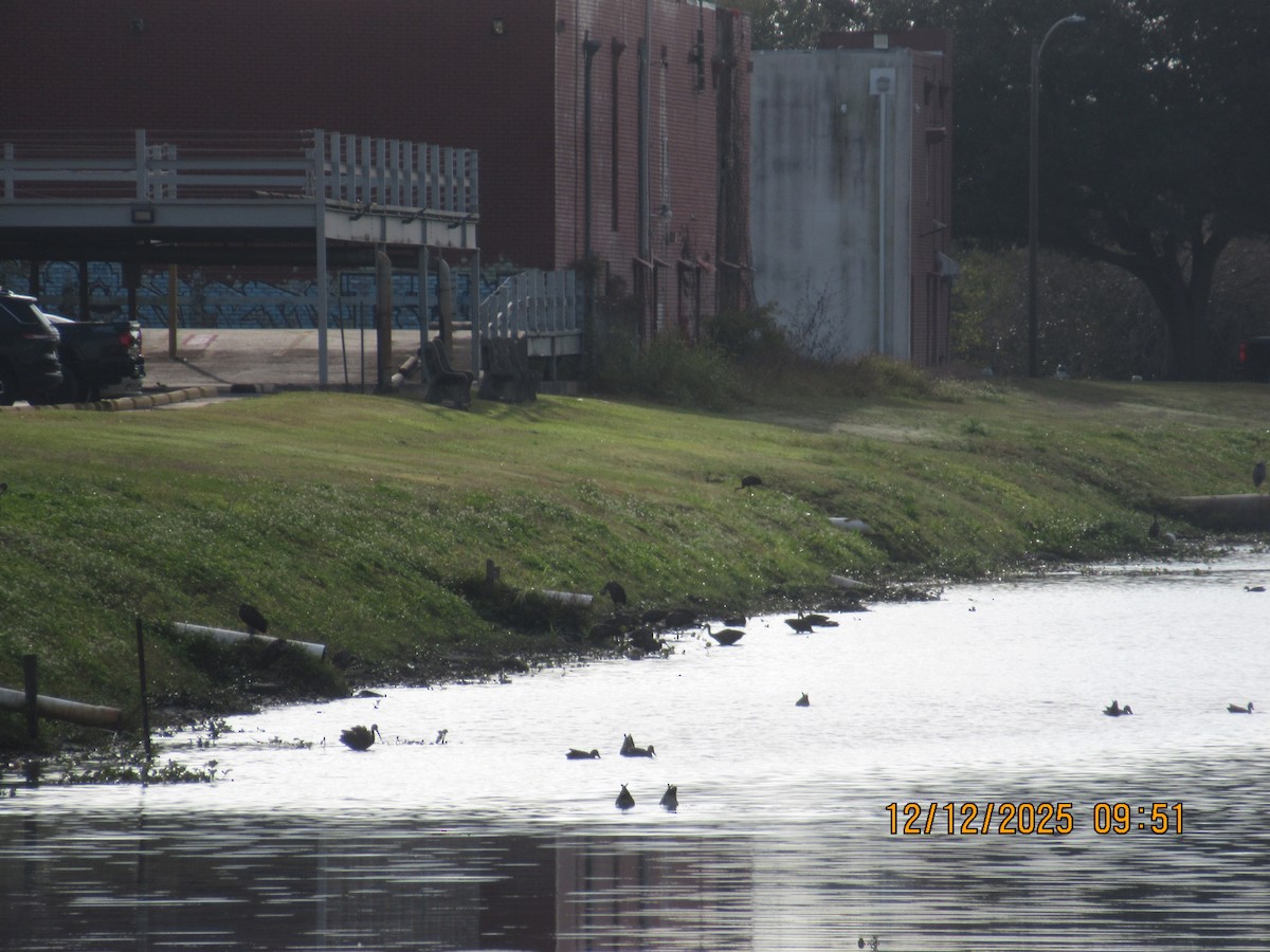 kurlan chřástalovitý - ML646826839