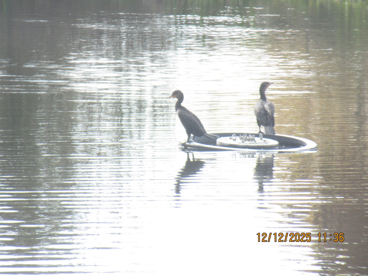 Cormorán Orejudo - ML646826845