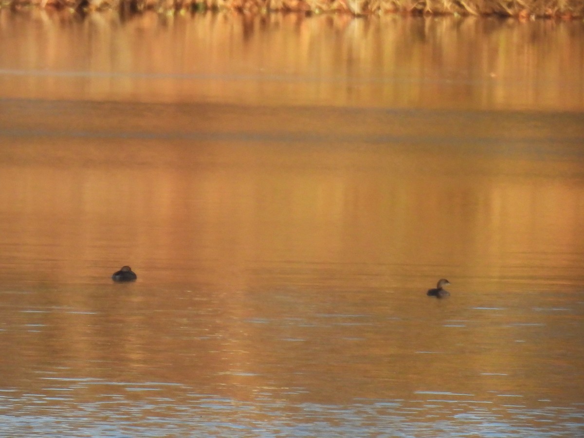 Zampullín Picogrueso - ML646826849