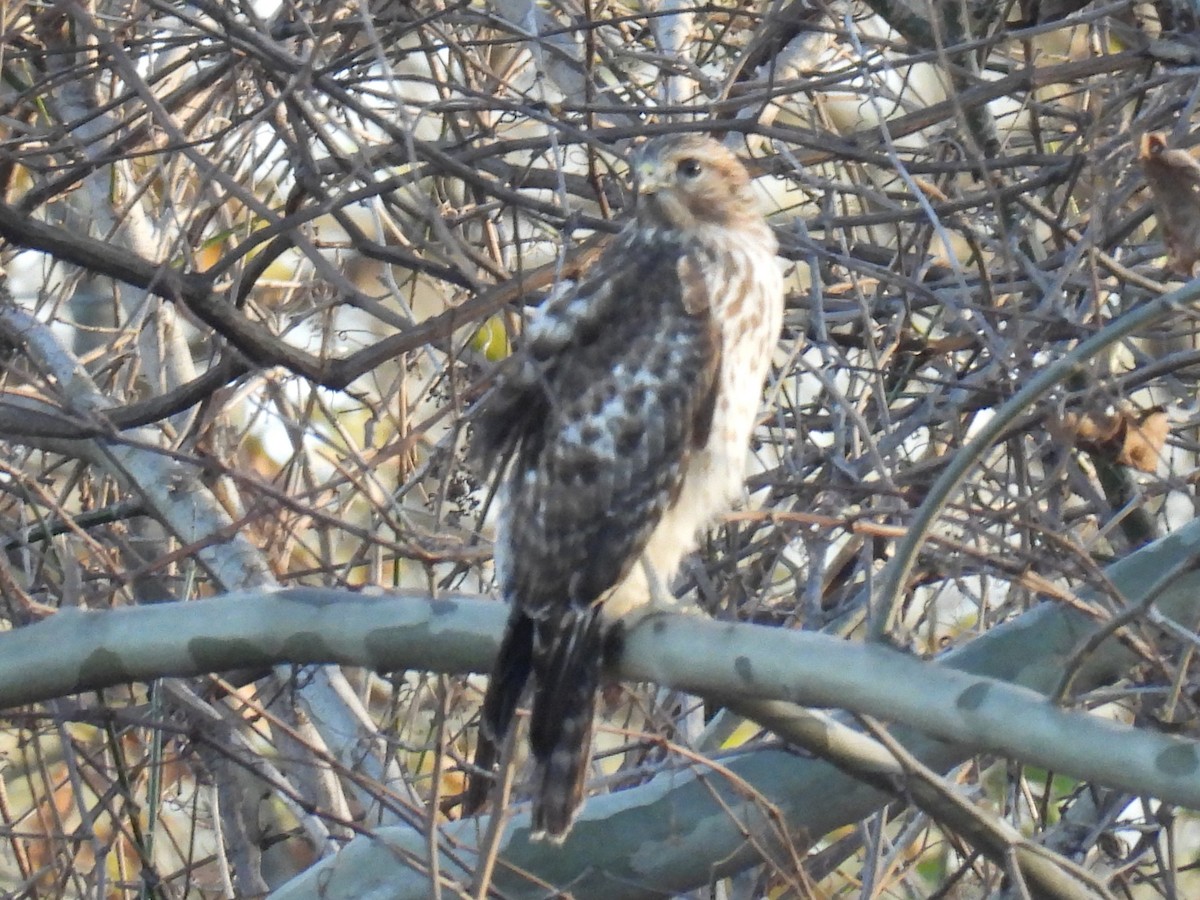 Busardo Pechirrojo - ML646826850