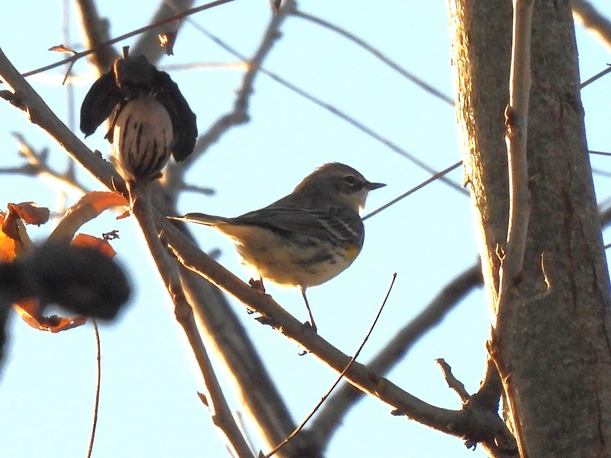 Reinita Coronada - ML646826851