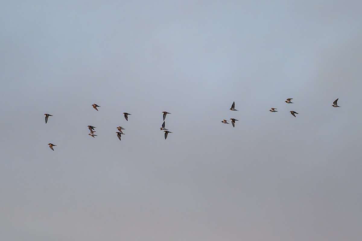 Çayır Cılıbıtı - ML646826854