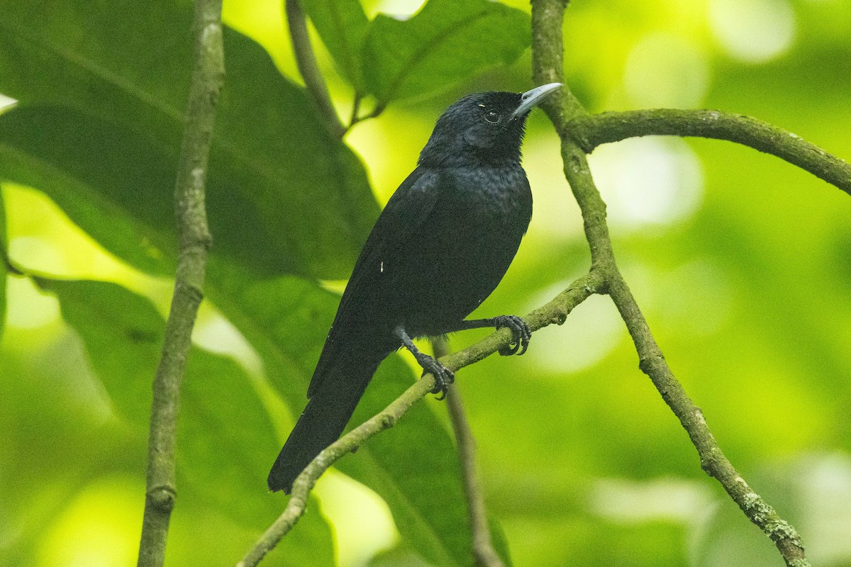 Marquesan Monarch - ML646826855