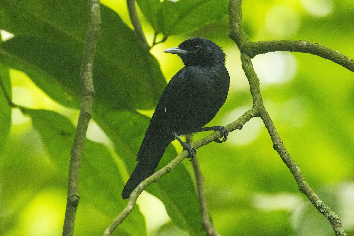 Marquesan Monarch - ML646826856