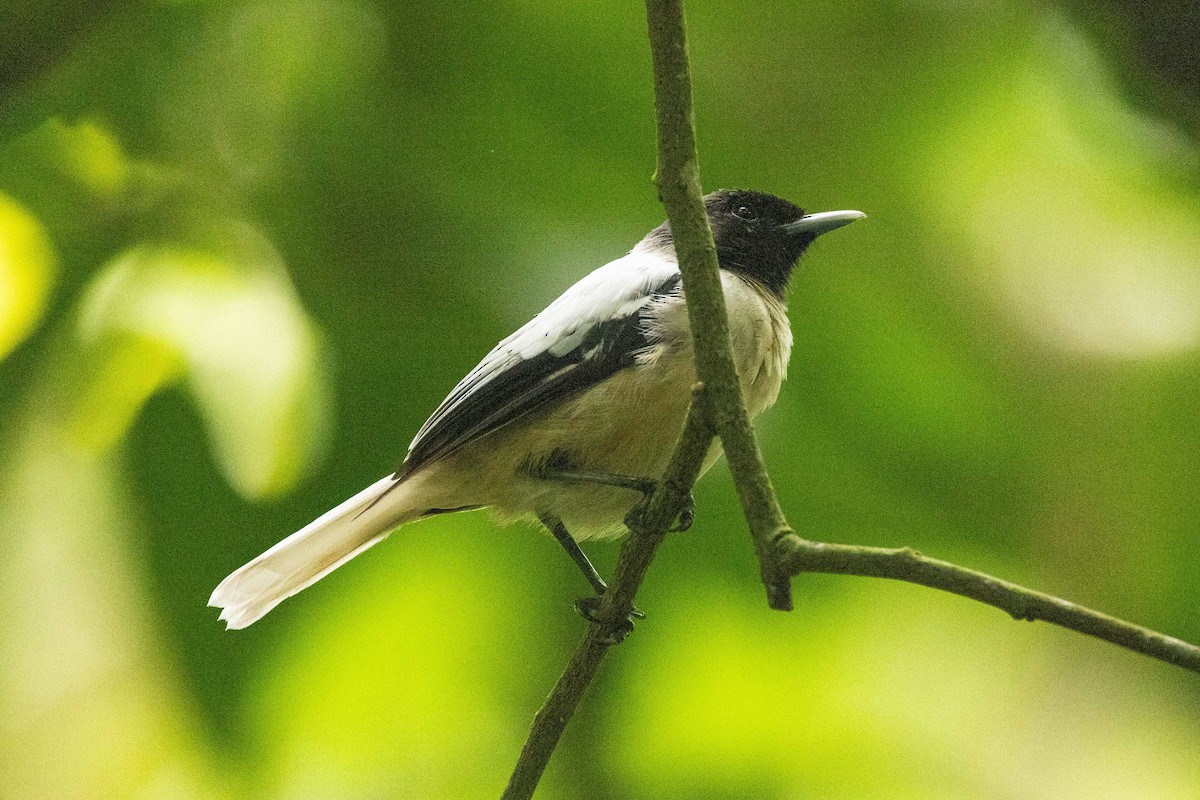 Marquesan Monarch - ML646826857