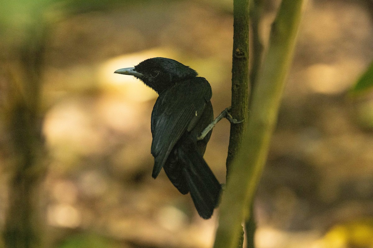 Marquesan Monarch - ML646826858