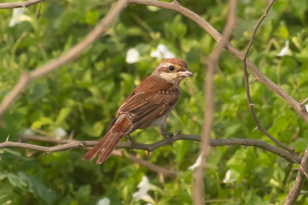 Сорокопуд терновий - ML646826859