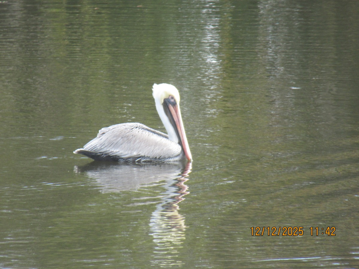 pelikán hnědý - ML646826860