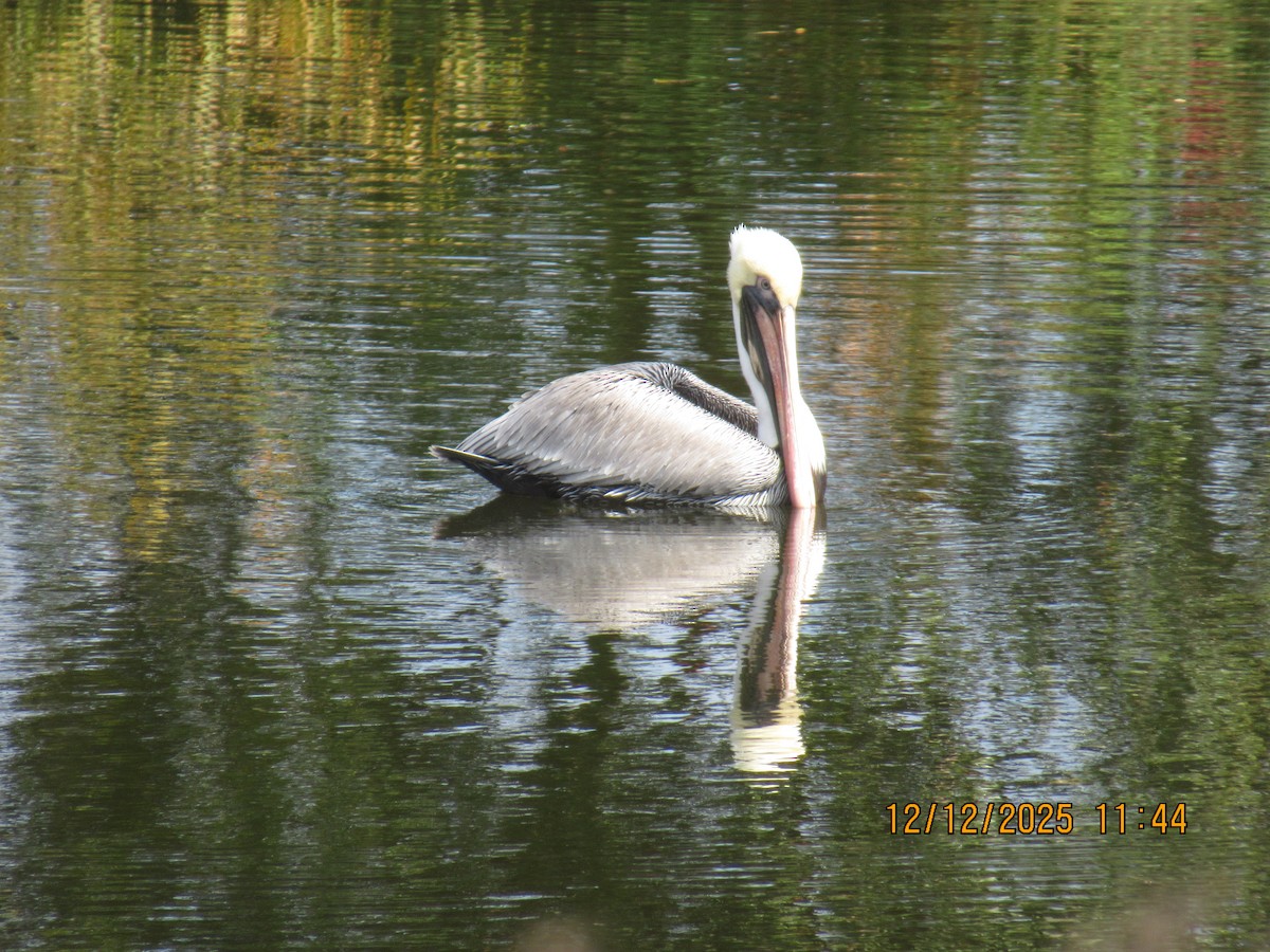 pelikán hnědý - ML646826861