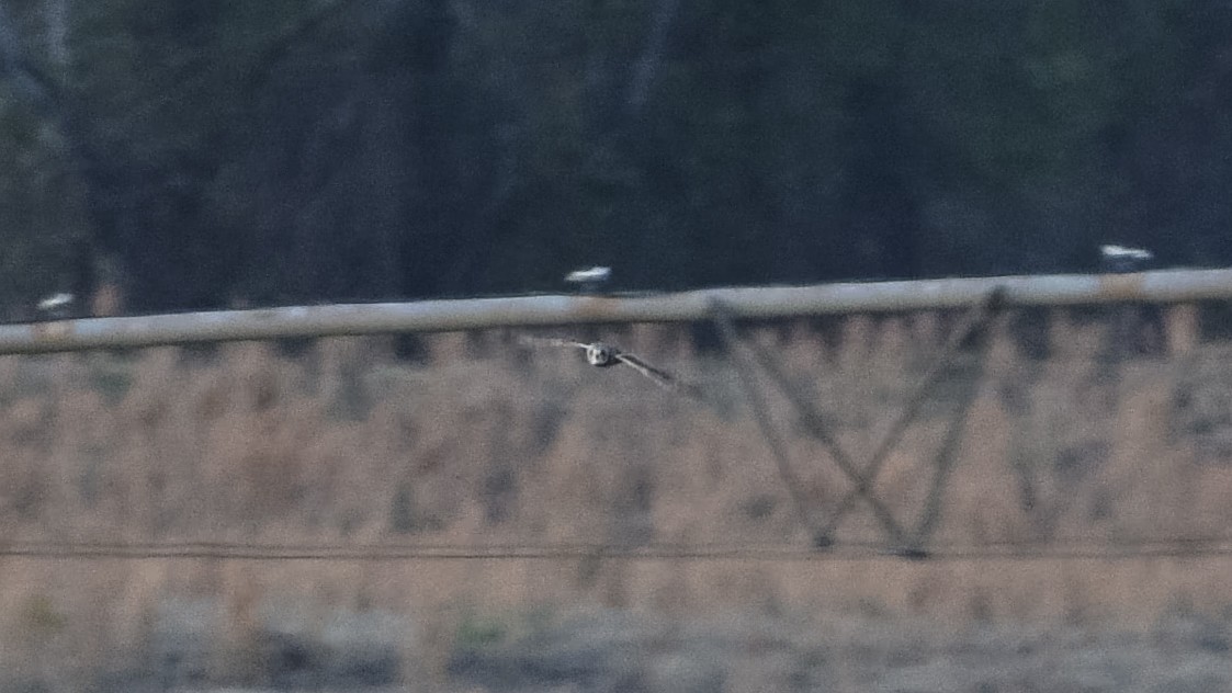 Kır Baykuşu - ML646826862