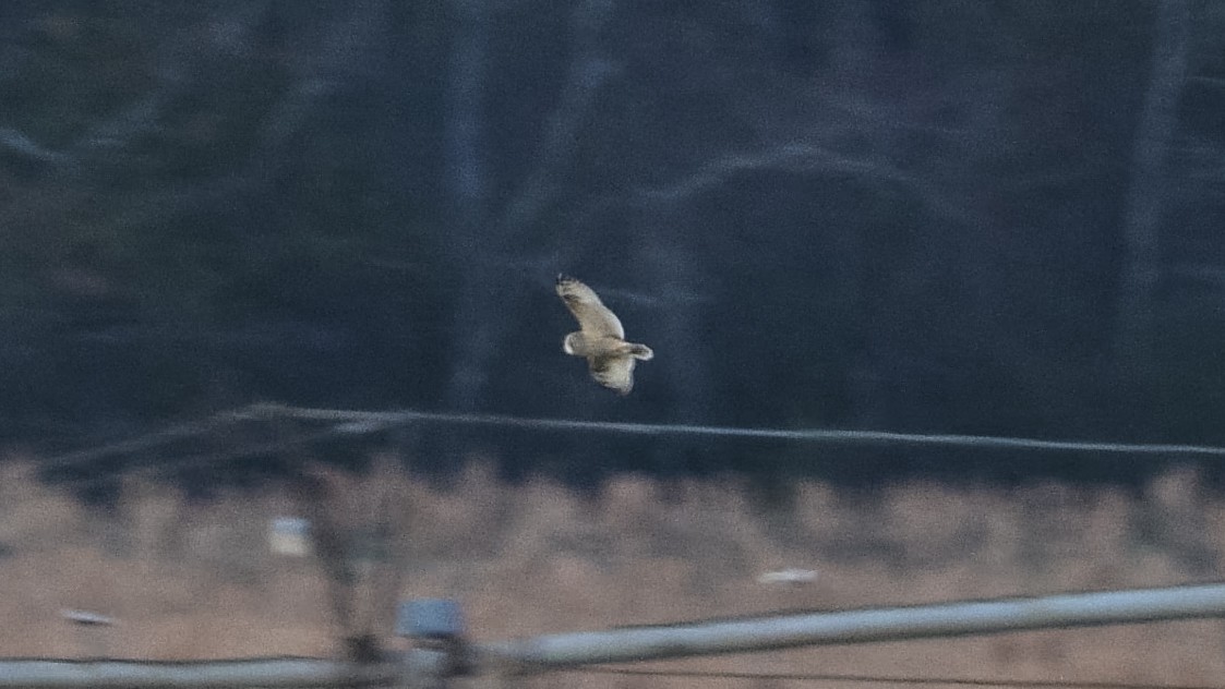 Kır Baykuşu - ML646826863