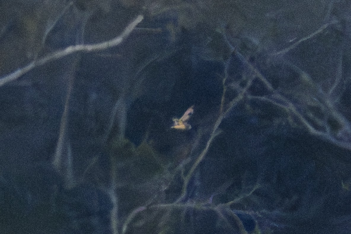 Kır Baykuşu - ML646826864