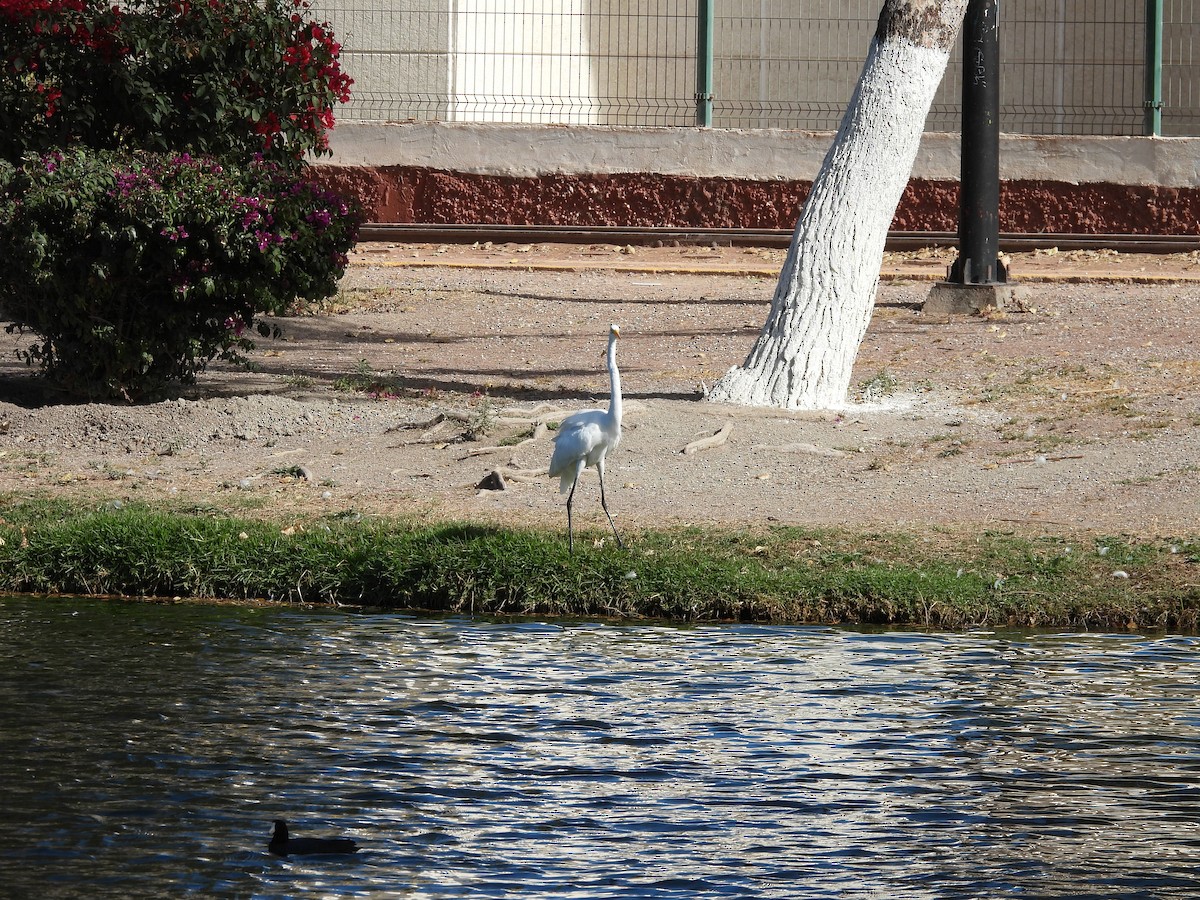 Great Egret - ML646826865