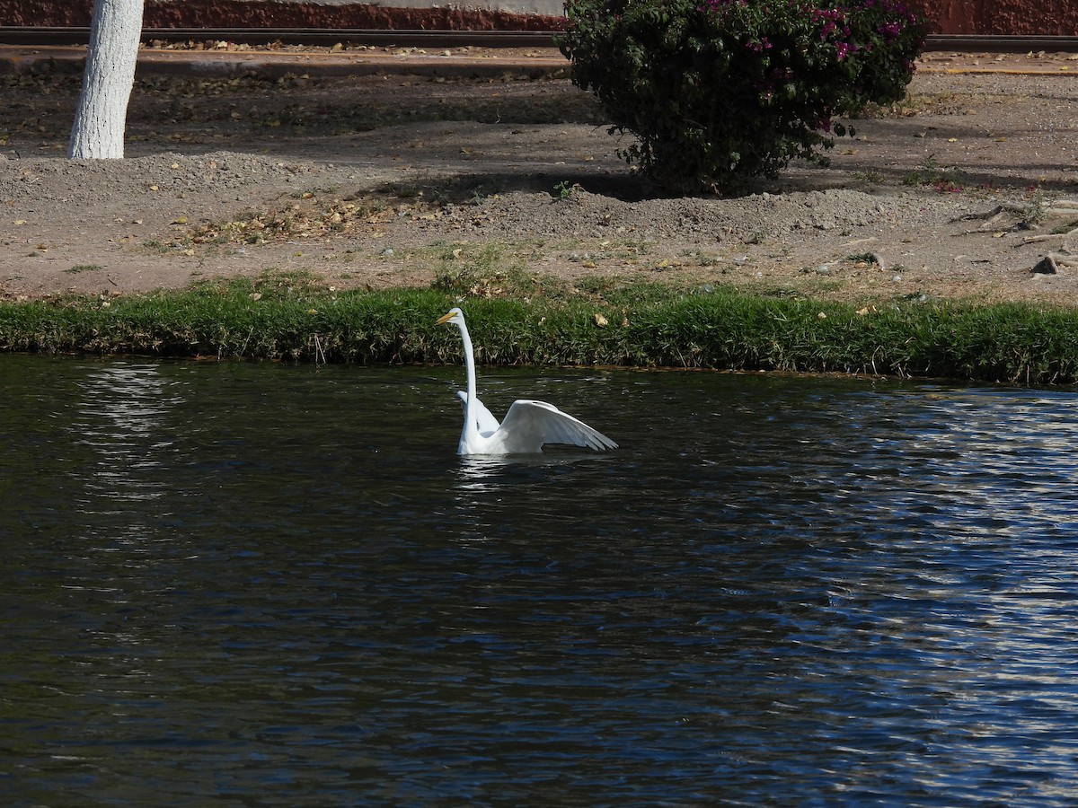 Great Egret - ML646826866