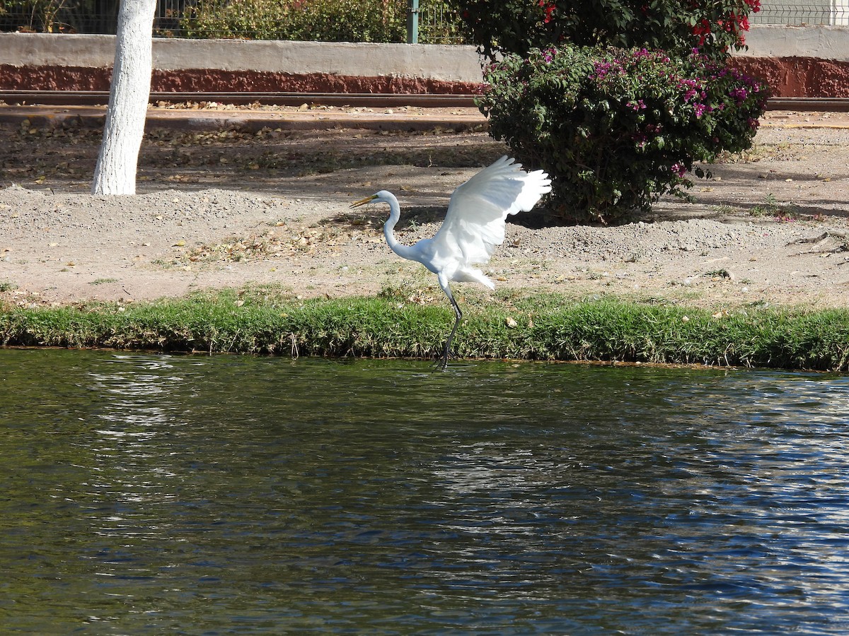 Great Egret - ML646826867