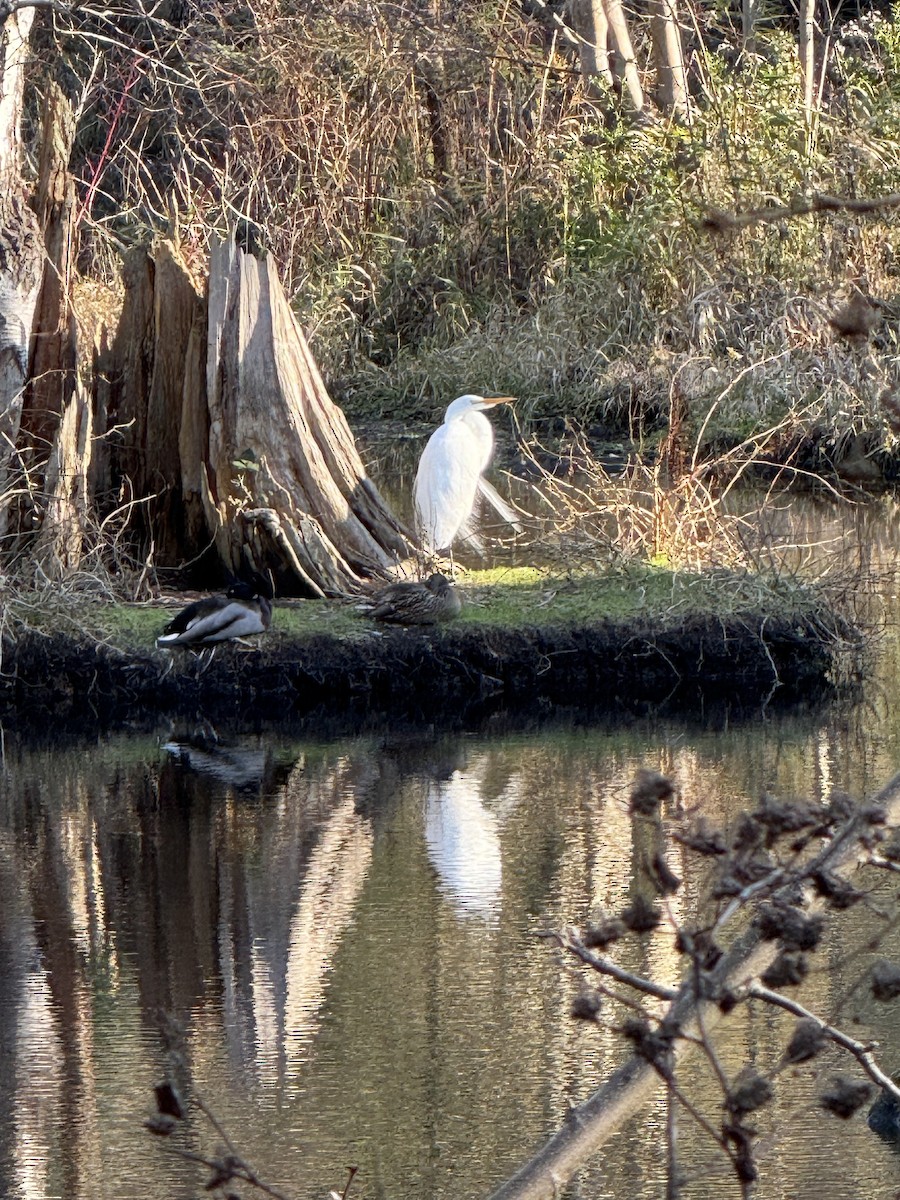 Great Egret - ML646826868