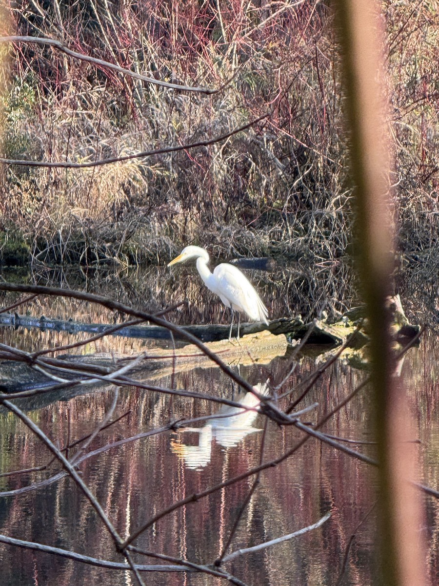 Great Egret - ML646826869
