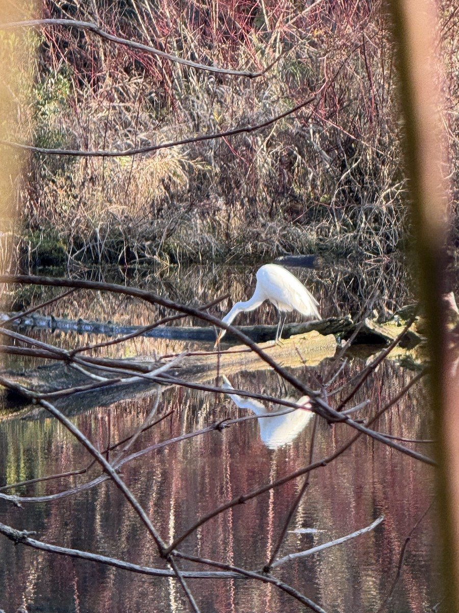 Great Egret - ML646826870