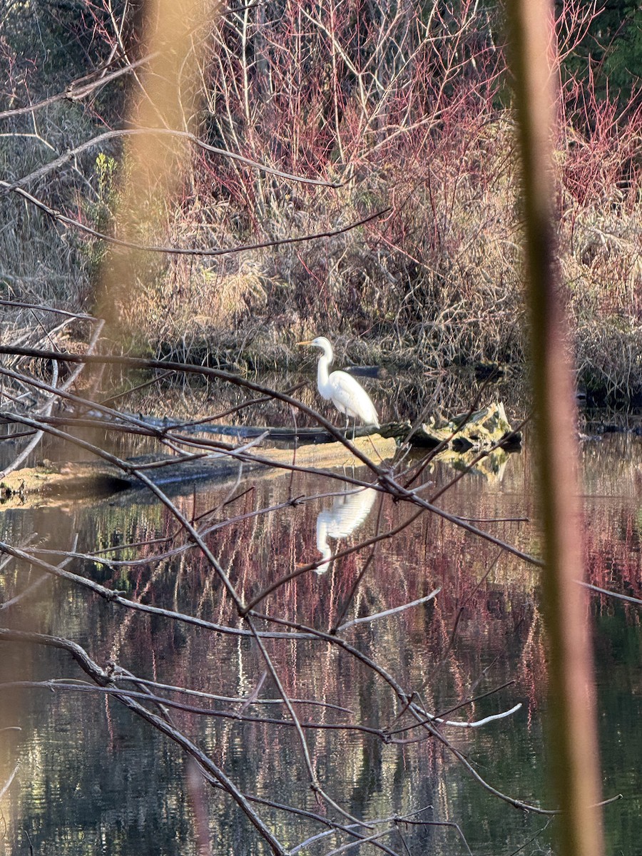 Great Egret - ML646826871