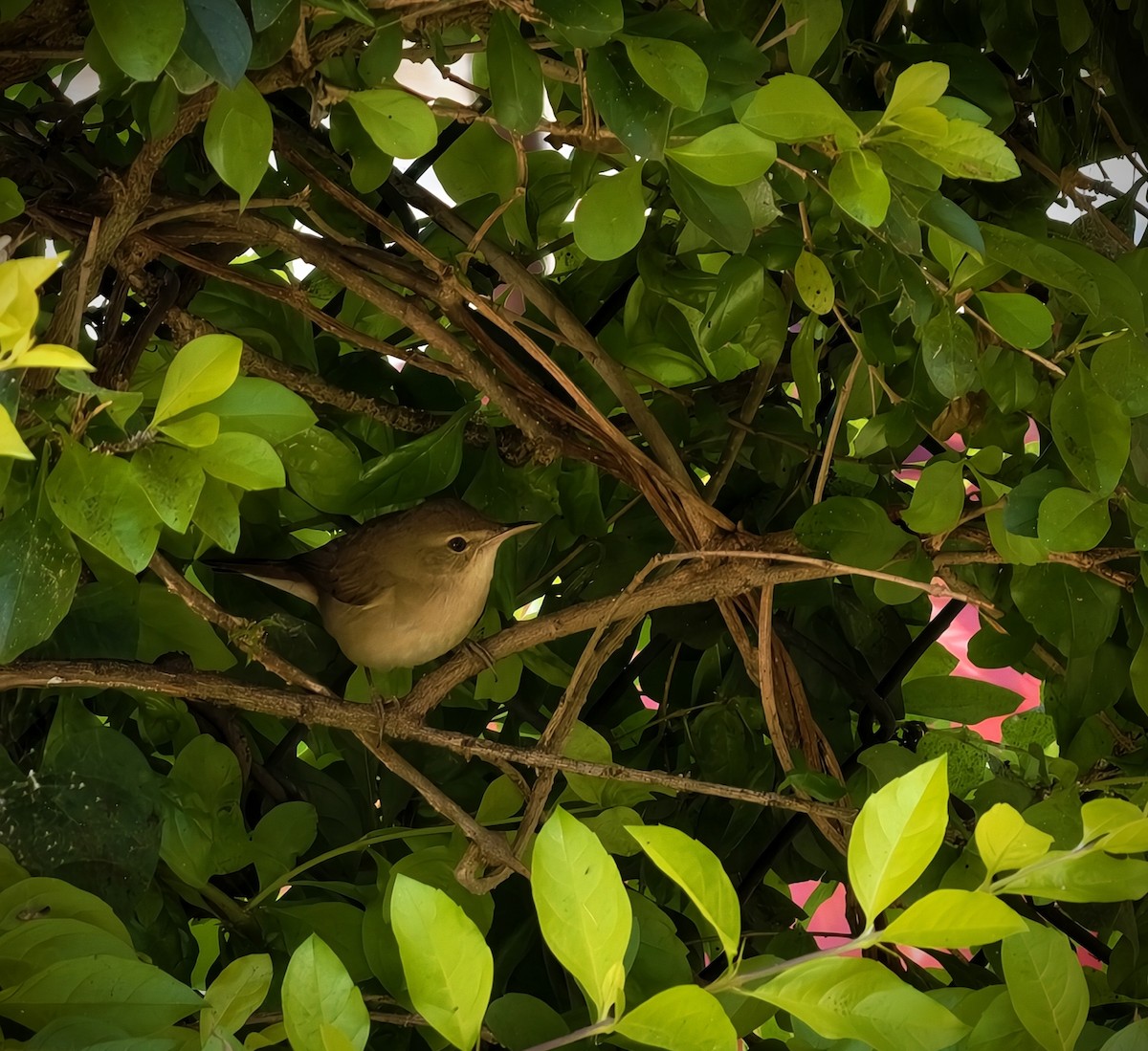 rákosník pokřovní - ML646826873