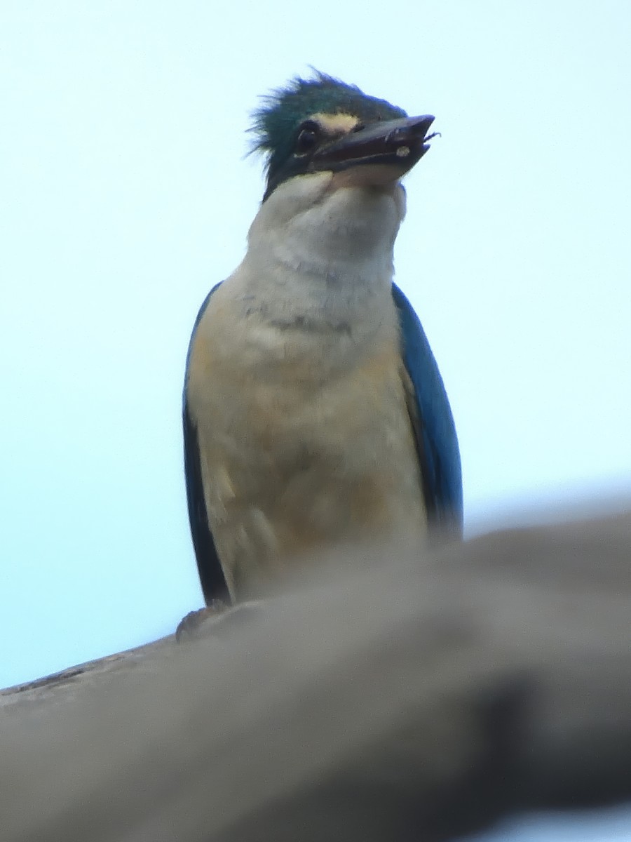 Martin-chasseur sacré (sanctus) - ML646826874