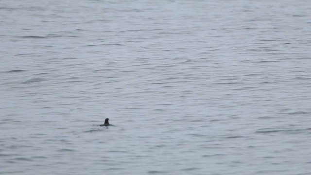 Гуадалупский старик - ML646826876